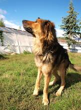 LARGO, Hund, Mischlingshund in Slowakische Republik - Bild 19