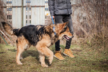 LARGO, Hund, Mischlingshund in Slowakische Republik - Bild 2
