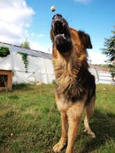 LARGO, Hund, Mischlingshund in Slowakische Republik - Bild 20
