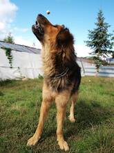 LARGO, Hund, Mischlingshund in Slowakische Republik - Bild 22