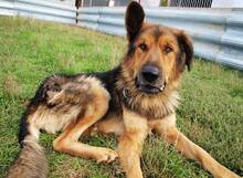 LARGO, Hund, Mischlingshund in Slowakische Republik - Bild 24