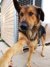 LARGO, Hund, Mischlingshund in Slowakische Republik - Bild 26
