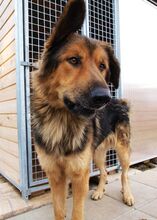 LARGO, Hund, Mischlingshund in Slowakische Republik - Bild 27