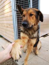 LARGO, Hund, Mischlingshund in Slowakische Republik - Bild 29