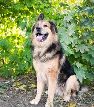 LARGO, Hund, Mischlingshund in Slowakische Republik - Bild 3