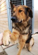 LARGO, Hund, Mischlingshund in Slowakische Republik - Bild 30