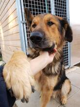 LARGO, Hund, Mischlingshund in Slowakische Republik - Bild 31