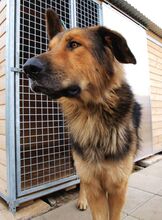 LARGO, Hund, Mischlingshund in Slowakische Republik - Bild 33