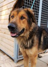 LARGO, Hund, Mischlingshund in Slowakische Republik - Bild 35