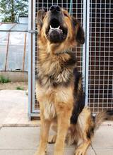 LARGO, Hund, Mischlingshund in Slowakische Republik - Bild 36