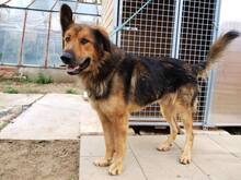 LARGO, Hund, Mischlingshund in Slowakische Republik - Bild 38