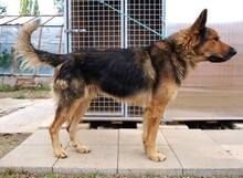 LARGO, Hund, Mischlingshund in Slowakische Republik - Bild 39