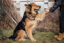 LARGO, Hund, Mischlingshund in Slowakische Republik - Bild 4