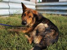 LARGO, Hund, Mischlingshund in Slowakische Republik - Bild 40