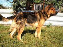 LARGO, Hund, Mischlingshund in Slowakische Republik - Bild 42