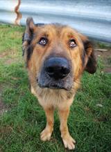 LARGO, Hund, Mischlingshund in Slowakische Republik - Bild 43