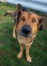 LARGO, Hund, Mischlingshund in Slowakische Republik - Bild 44