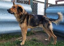 LARGO, Hund, Mischlingshund in Slowakische Republik - Bild 45