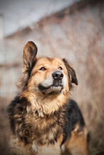 LARGO, Hund, Mischlingshund in Slowakische Republik - Bild 6