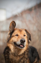 LARGO, Hund, Mischlingshund in Slowakische Republik - Bild 7