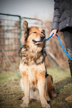LARGO, Hund, Mischlingshund in Slowakische Republik - Bild 9