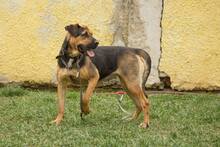 RITA, Hund, Mischlingshund in Slowakische Republik - Bild 1
