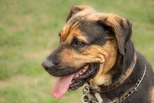 RITA, Hund, Mischlingshund in Slowakische Republik - Bild 10