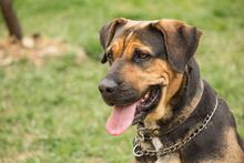 RITA, Hund, Mischlingshund in Slowakische Republik - Bild 12