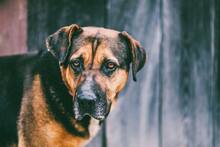 RITA, Hund, Mischlingshund in Slowakische Republik - Bild 13