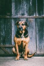 RITA, Hund, Mischlingshund in Slowakische Republik - Bild 14
