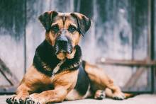 RITA, Hund, Mischlingshund in Slowakische Republik - Bild 16