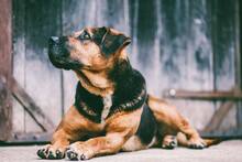 RITA, Hund, Mischlingshund in Slowakische Republik - Bild 18