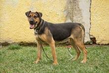 RITA, Hund, Mischlingshund in Slowakische Republik - Bild 2