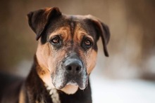 RITA, Hund, Mischlingshund in Slowakische Republik - Bild 3