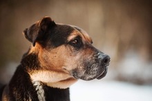 RITA, Hund, Mischlingshund in Slowakische Republik - Bild 4