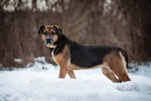RITA, Hund, Mischlingshund in Slowakische Republik - Bild 6