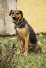 RITA, Hund, Mischlingshund in Slowakische Republik - Bild 8