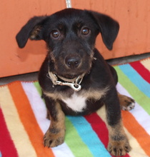 AYLA, Hund, Mischlingshund in Kroatien - Bild 1