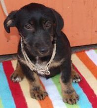 AYLA, Hund, Mischlingshund in Kroatien - Bild 2
