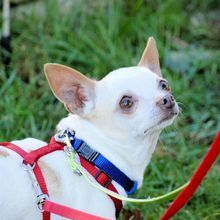 Chihuahua Aus Dem Tierheim Chihuahua Aus Dem Tierheim