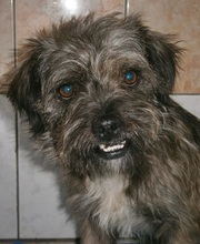 BILLY, Hund, Mischlingshund in Ratingen - Bild 4