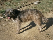 BILLY, Hund, Mischlingshund in Ratingen - Bild 9