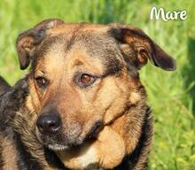 MARE, Hund, Mischlingshund in Kroatien - Bild 1