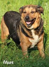 MARE, Hund, Mischlingshund in Kroatien - Bild 3