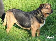 MARE, Hund, Mischlingshund in Kroatien - Bild 5