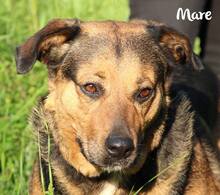 MARE, Hund, Mischlingshund in Kroatien - Bild 6