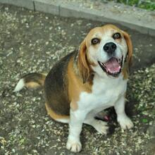 BIGI, Hund, Beagle in Ungarn - Bild 2