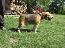 BIGI, Hund, Beagle in Ungarn - Bild 3
