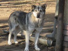 VAKKANCS, Hund, Mischlingshund in Ungarn - Bild 1