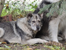 VAKKANCS, Hund, Mischlingshund in Ungarn - Bild 2